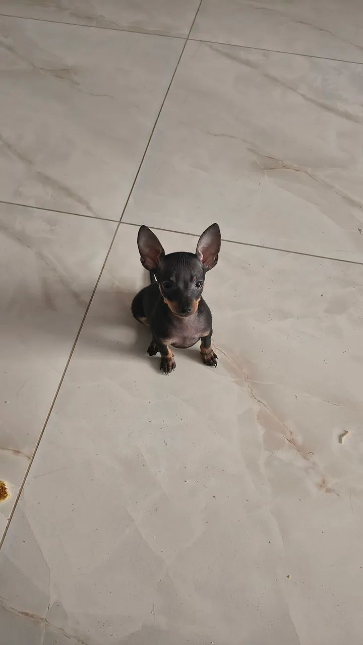 Pinscher 0 - Foto 3