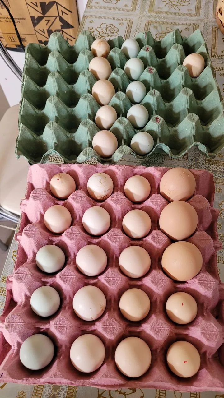 Ovos Galados Codorna e Mini Garnizé  - Foto 4