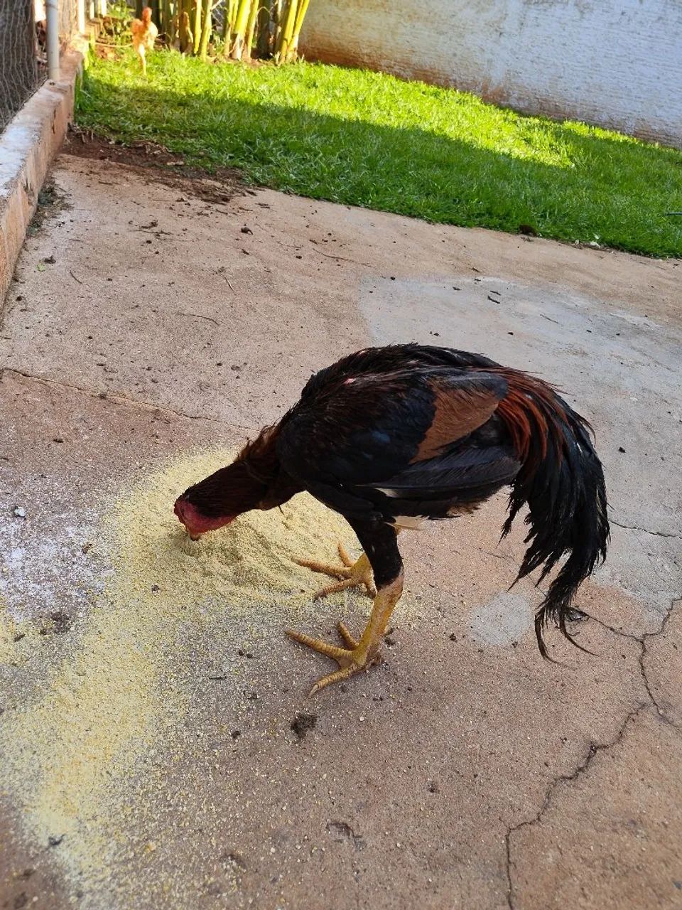 Vende-se galinhas, frangos, pintinhos, angolas e patos
