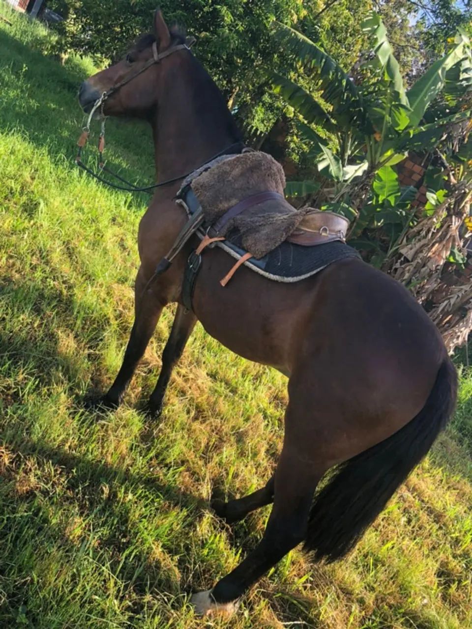 Cavalo crioulo castrado manso - Foto 2