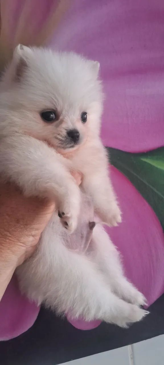 Spitz alemão  - Foto 2