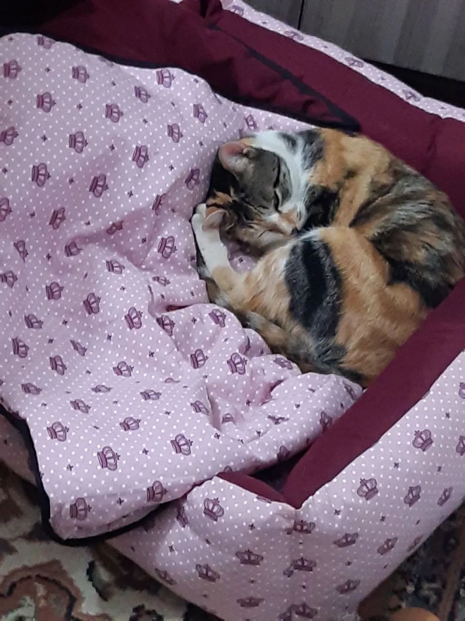 Gatinha doação  3 aninhos. - Foto 4