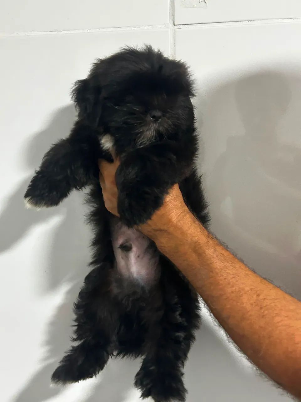 Bicho de estimação  - Foto 3