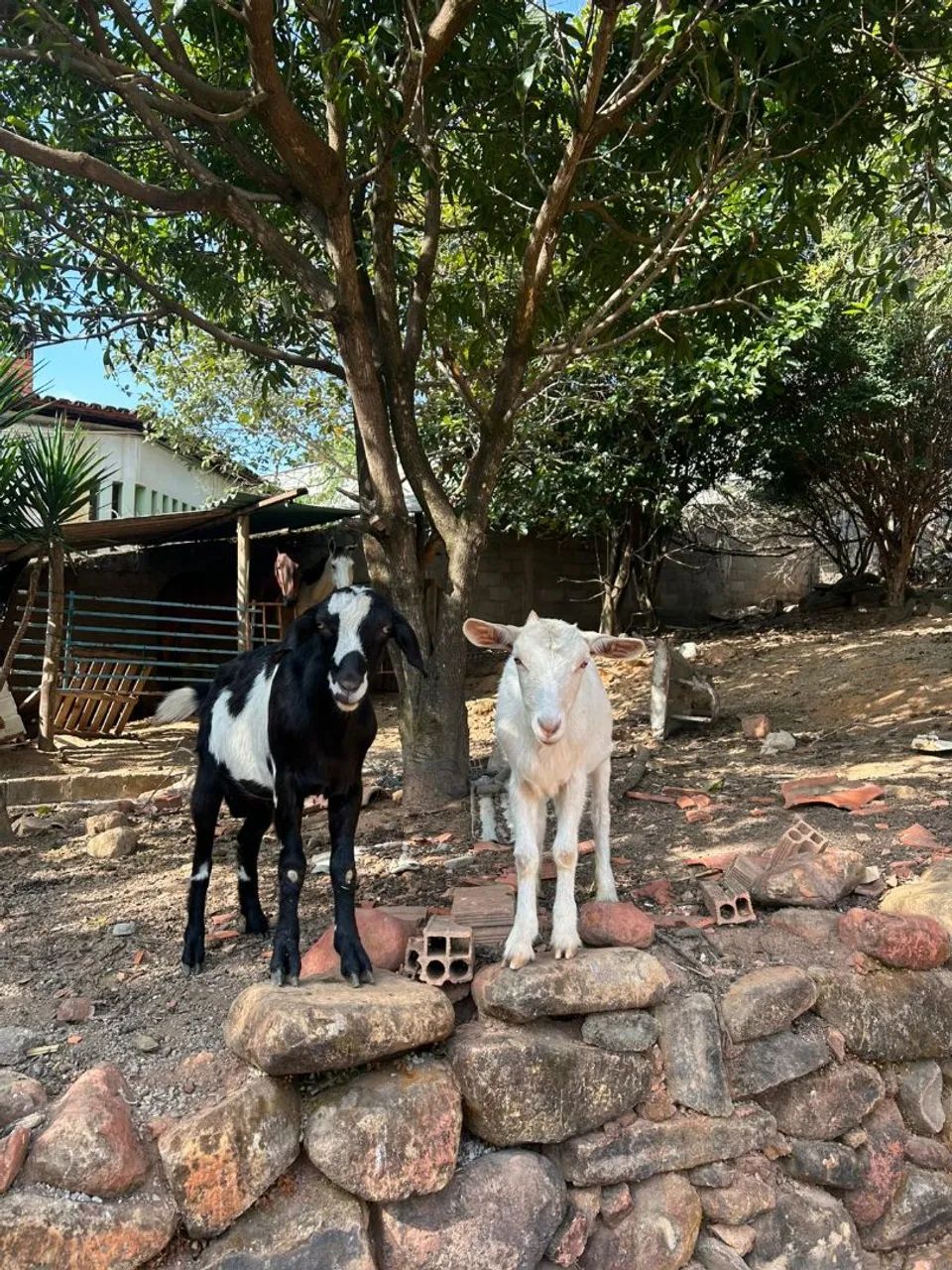 Casal De Cabrito  - Foto 4