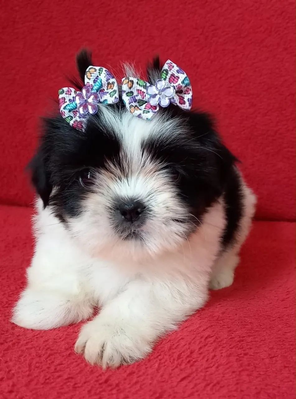 shiitzun mini