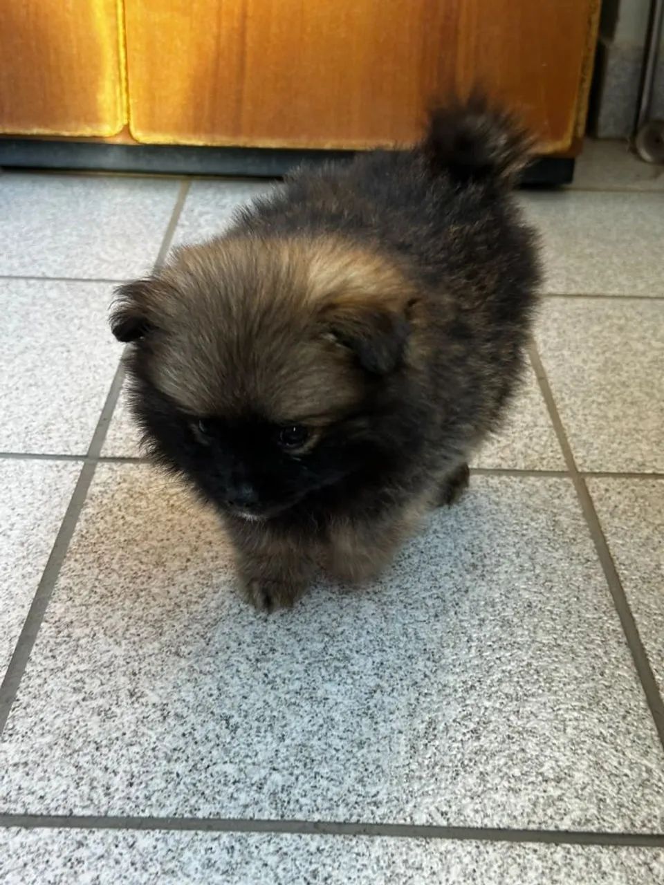Spitz alemão,50 dias 