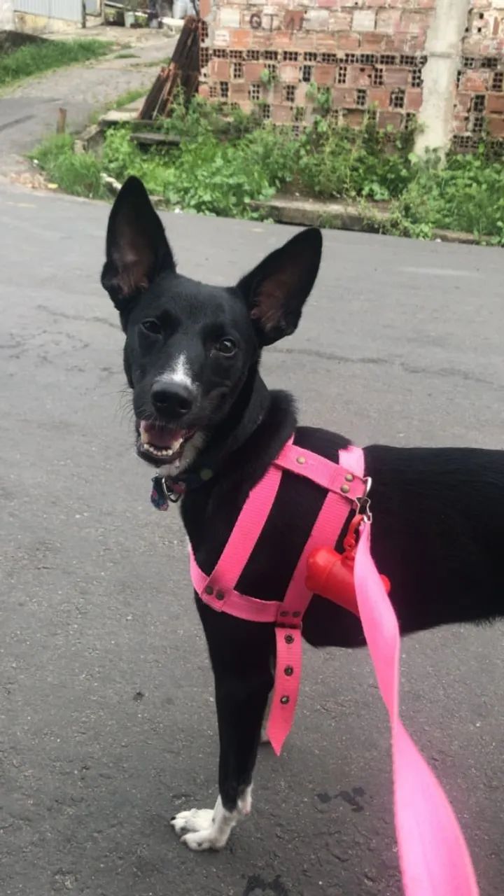 Adoção de cão de companhia - Foto 3