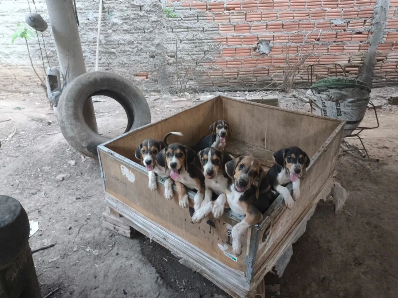 Cachorro Fox hounds americanos - Foto 2