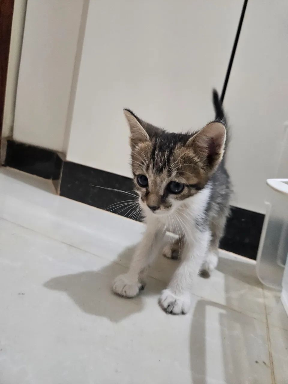 Doação gatinhos - Foto 2