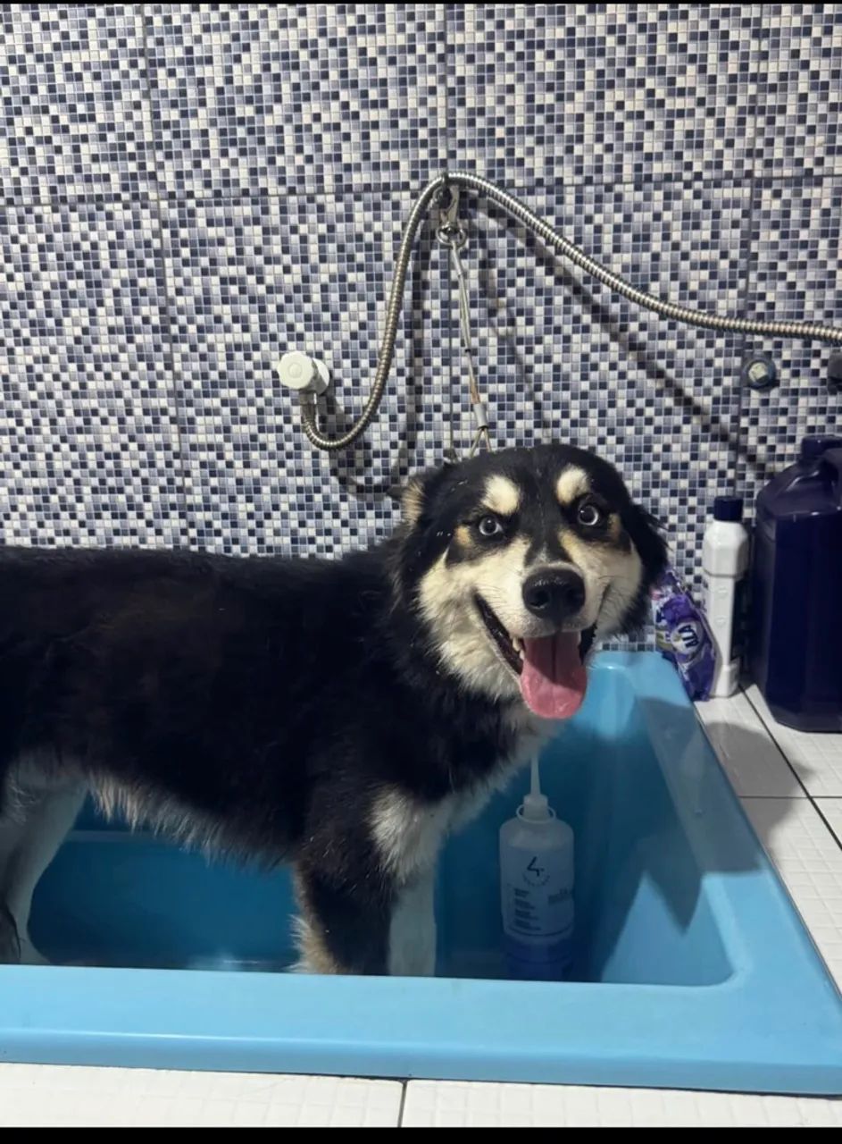 Husky siberiano  - Foto 2