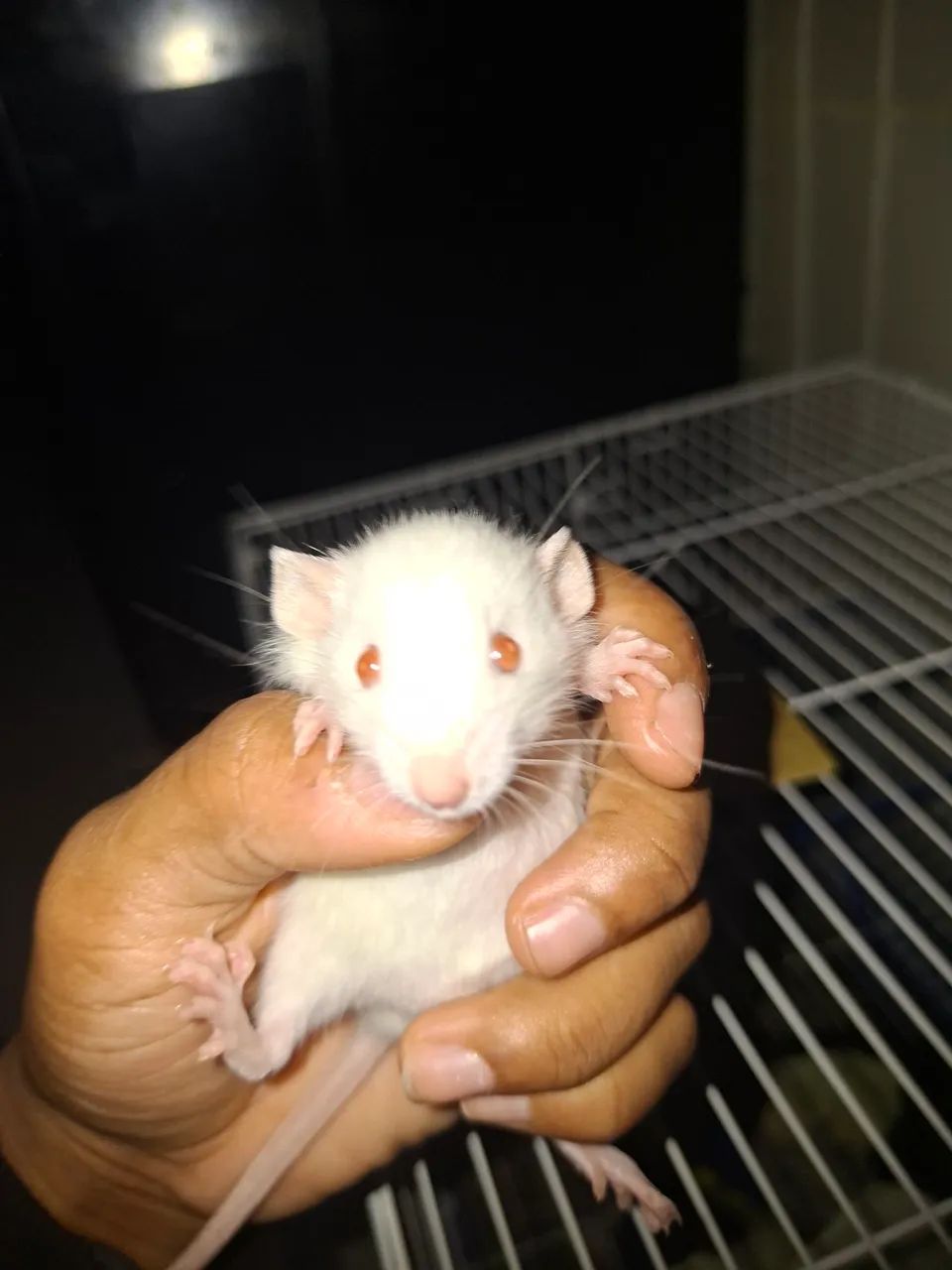 rato Twister  - Foto 2