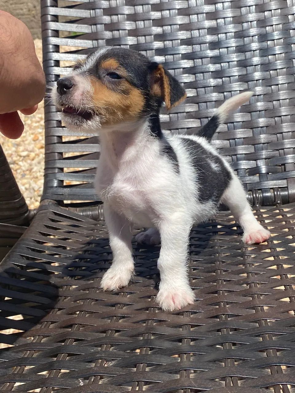 Jack russel terrier - Foto 4