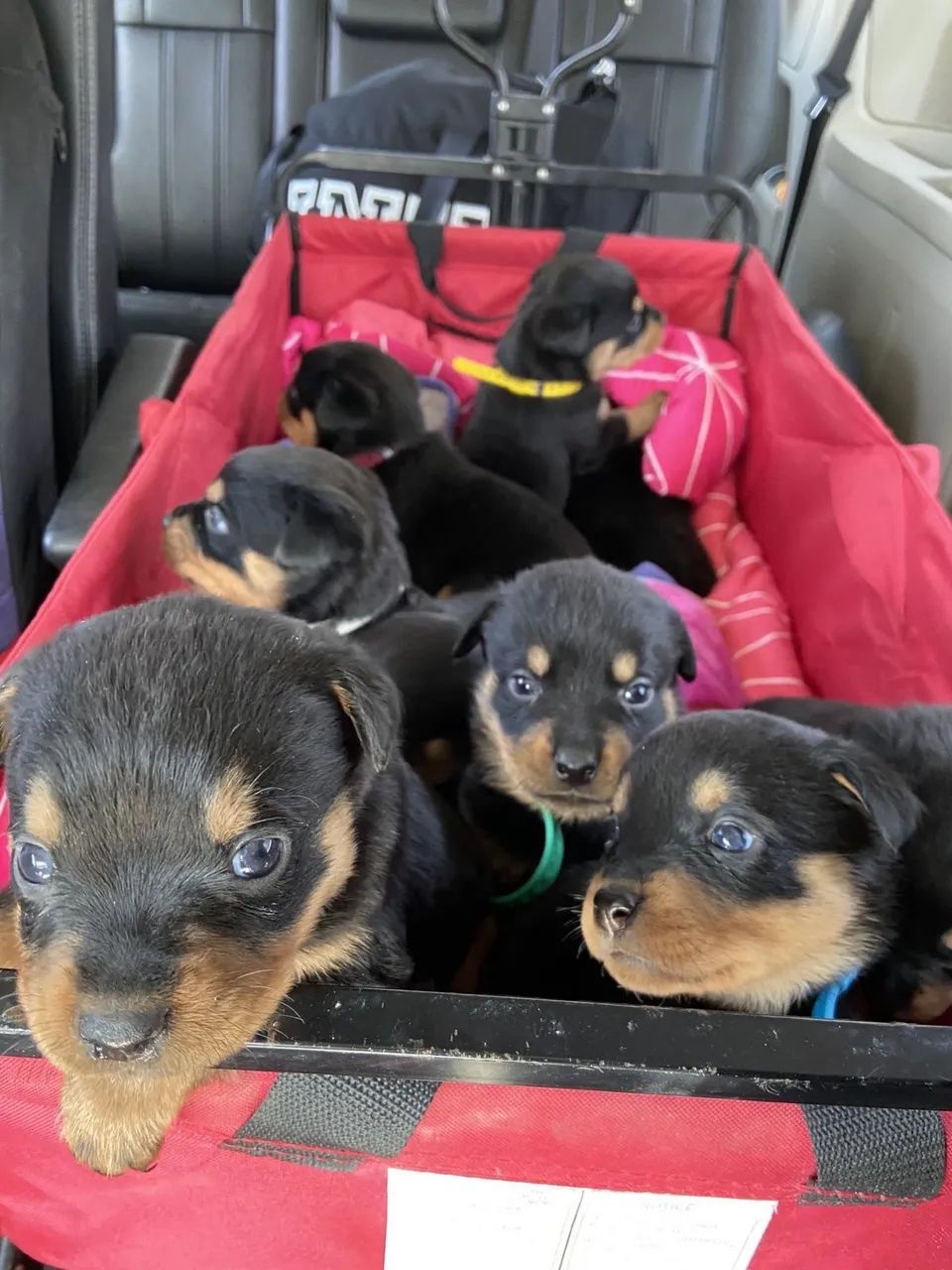 Rottweiler filhote 