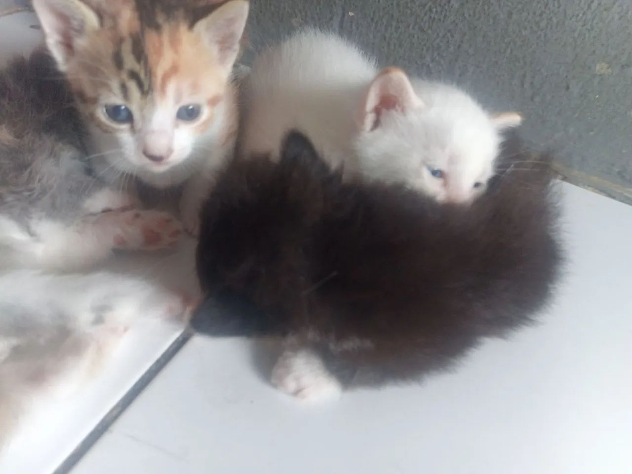 Doação de gatos  - Foto 2