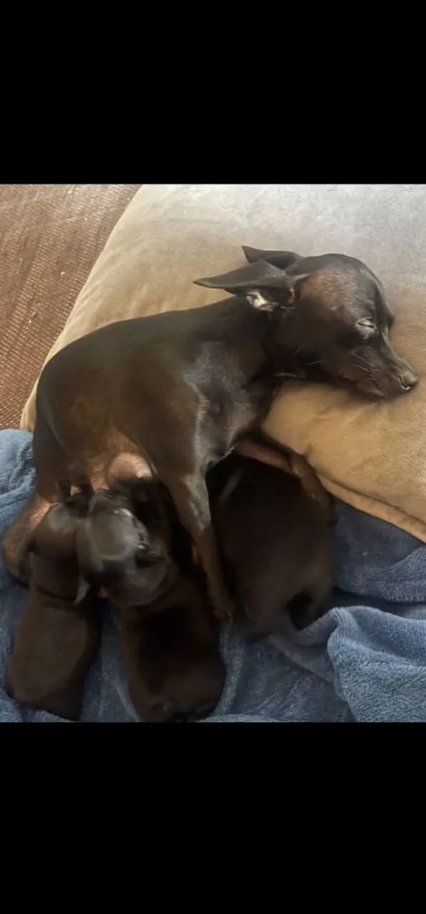 Pinscher Paulistinha - Foto 3