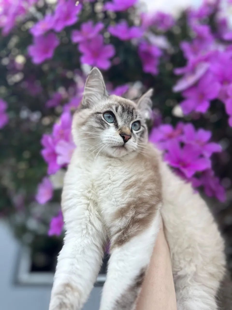Doa-se gatinho macho 