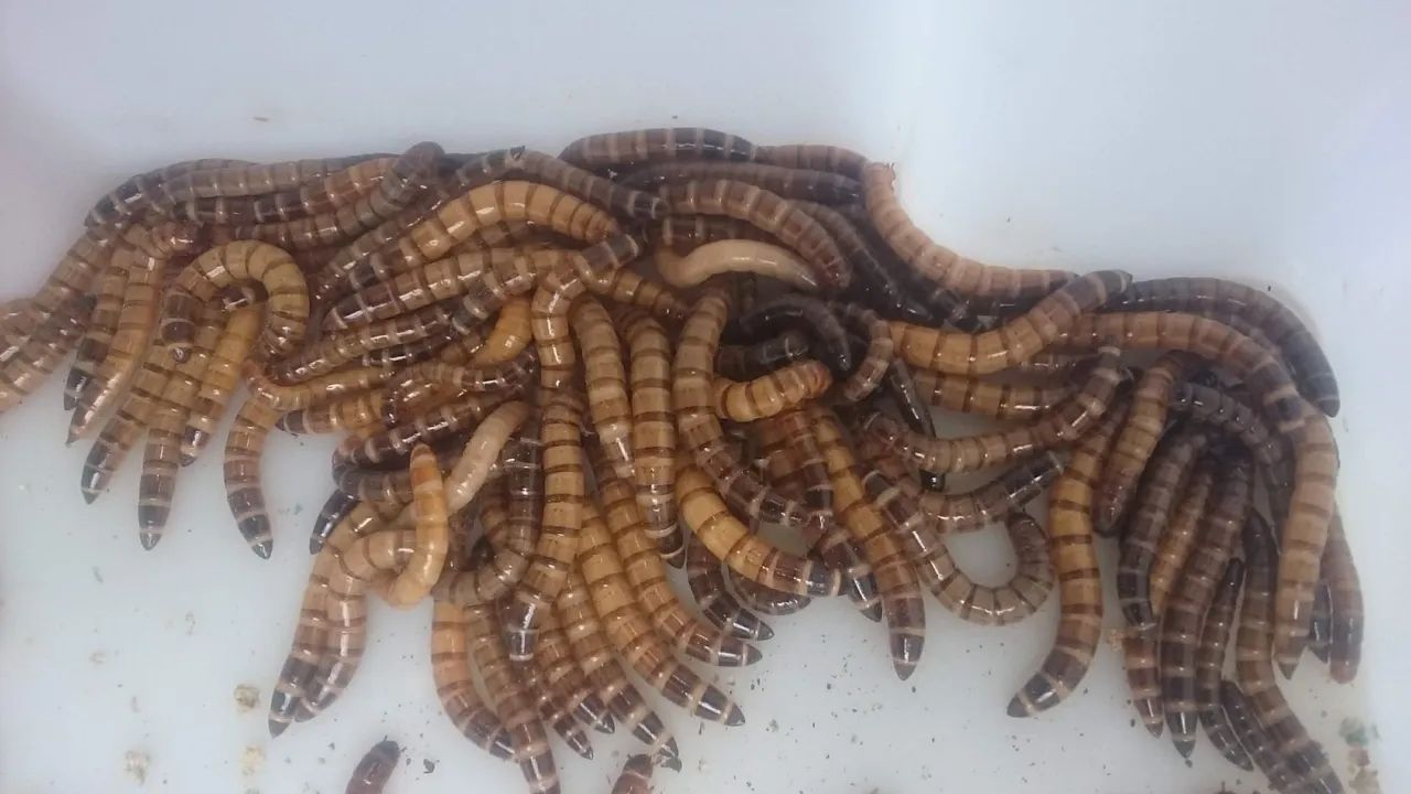 Tenebras gigante para pescaria * - Foto 5