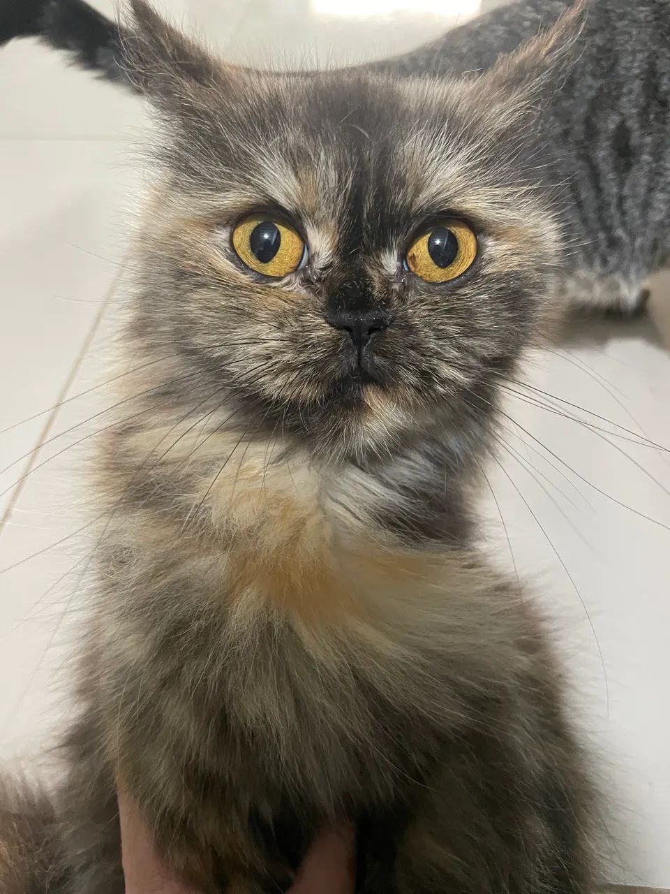 Gata Persa Dócil 