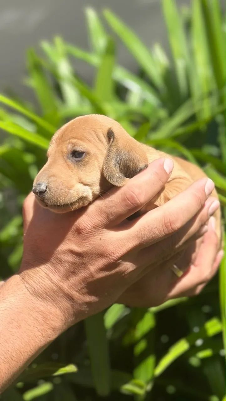 Cachorrinho salsicha - Foto 3