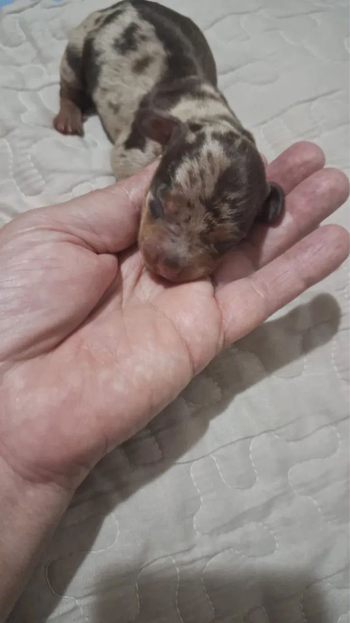 Dachshund  - Foto 5