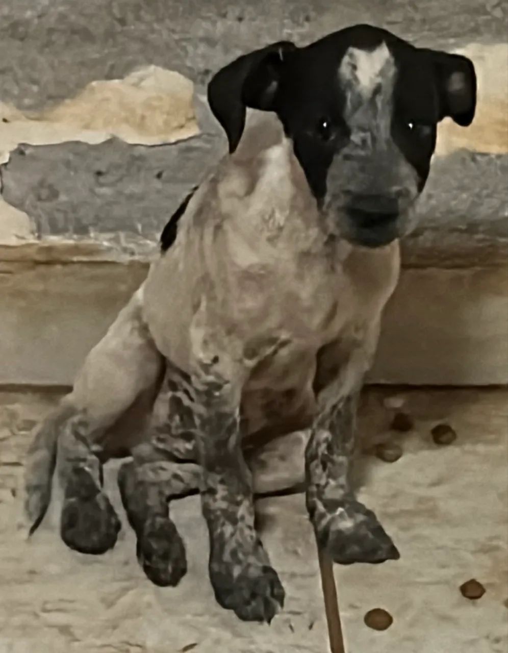Doação! Adote com amor  - Foto 4