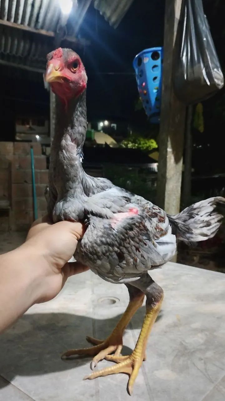 Galo e galinha de raça  - Foto 2