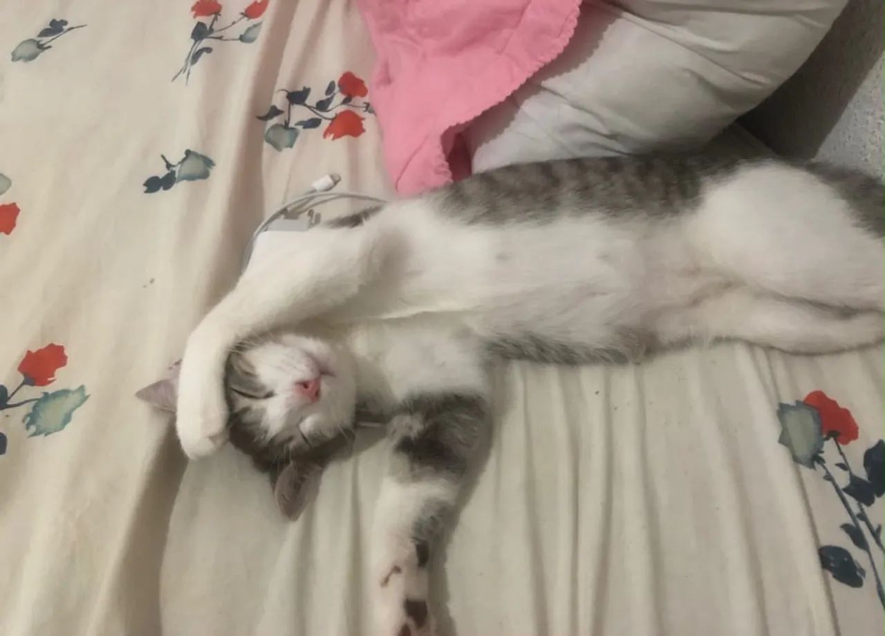 Gata Para Adoção - Foto 5