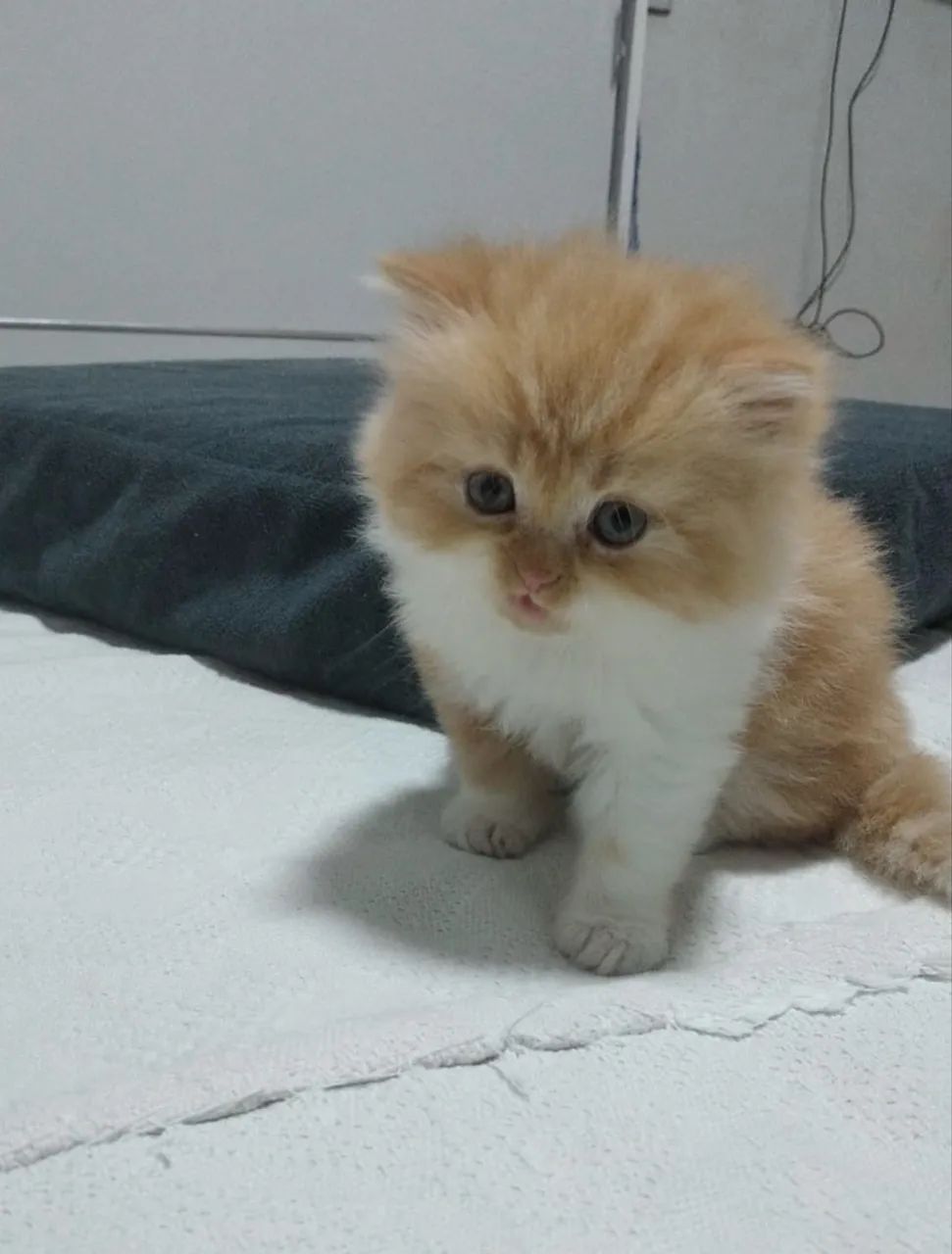 Gata Persa