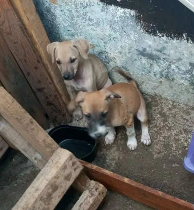 2 pets pra adoção responsável 