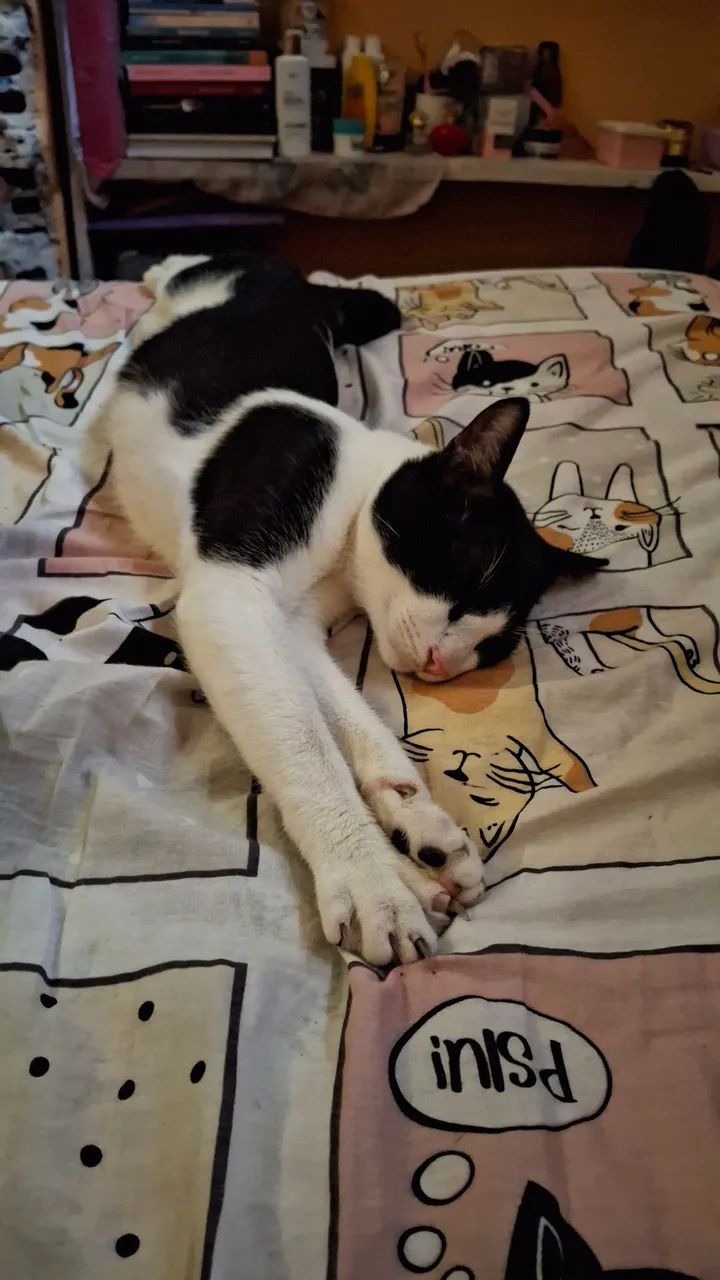 Gato frajola para adoção!!! - Foto 5