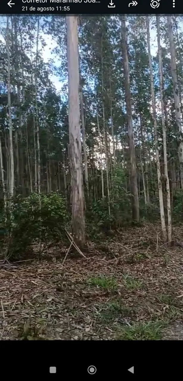 Fazenda de Eucaliptos 220hec terra, e 167hac, de Eucaliptos no. Maranhão. - Foto 4