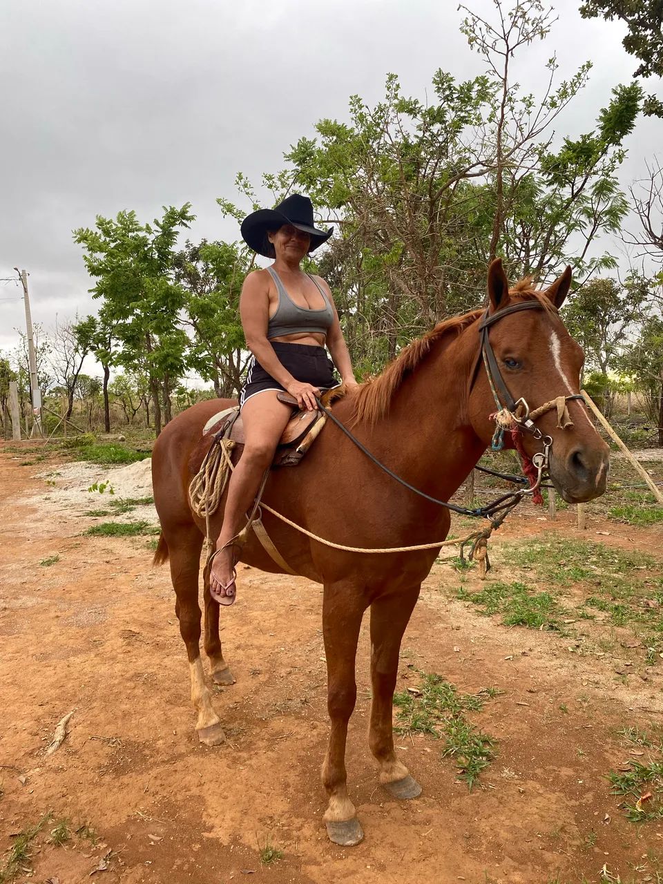 Venda de cavalos 