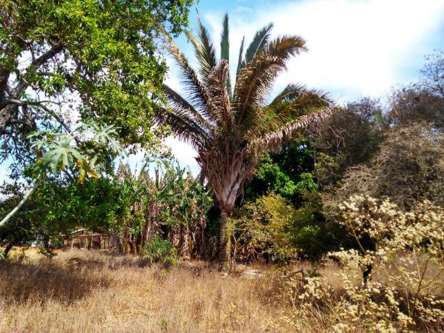 Chácara Aragoiânia, 14,65 alqueires, (71,71 hectares), - Foto 19