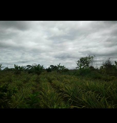 Vendo mini chácara ou troco por moto ou carro - Foto 3