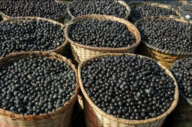 Juçara/açaí - Foto 2