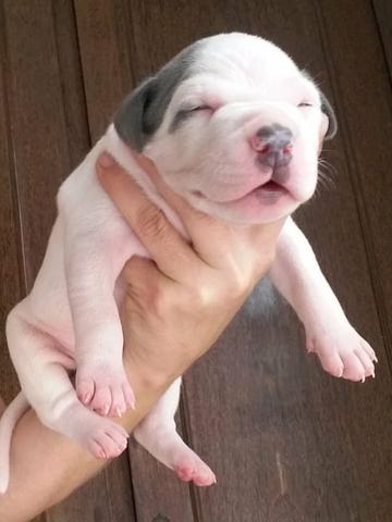 American Pitbull Terreir - Foto 3