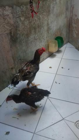 Vendo casal de índio gigante