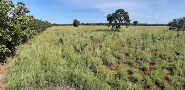 Fazenda - Foto 7