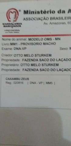 Oportunidade poutro MM resistrado em faze de doma Caxambu zeus x Dene OMS - Foto 5