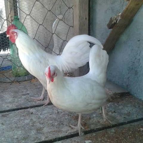 Casal ganizé branco