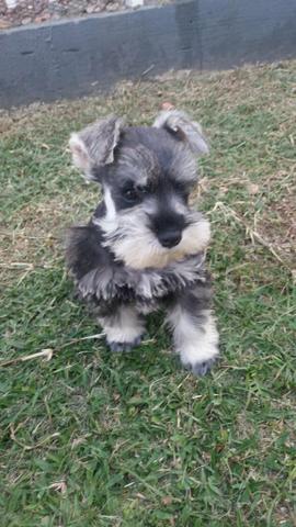 Filhote schnauzer puro - Foto 2