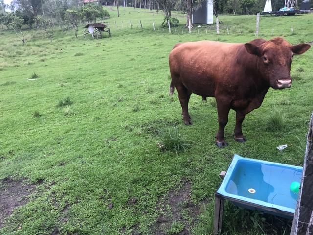 Troca de touro Red Angus - Foto 6