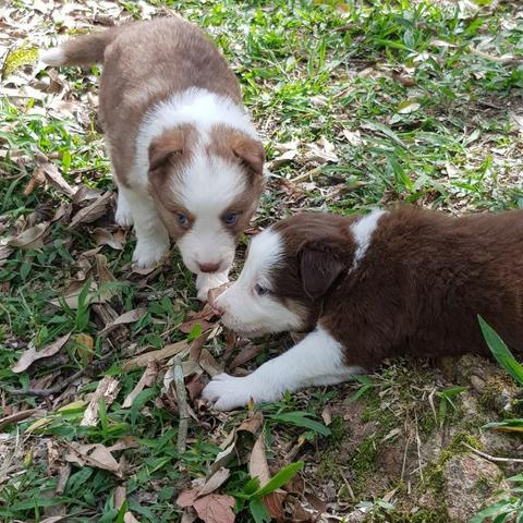 Lindos Filhotes De Border Collie - Foto 5