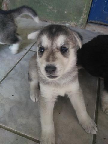 Husky siberiano