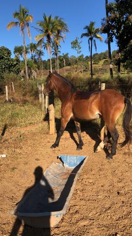 Cavalo mangalarga 4 anos - Foto 4