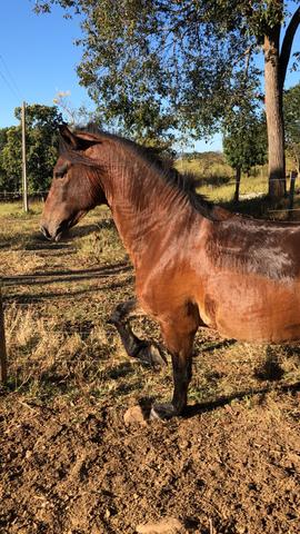 Cavalo mangalarga 4 anos