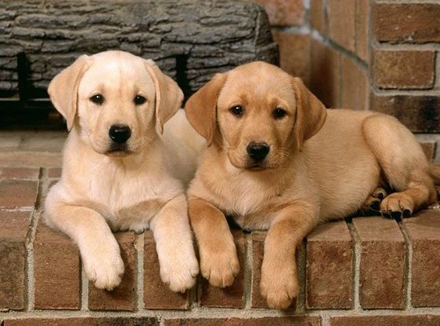Filhotes machos e fêmeas de Labrador à pronta entrega
