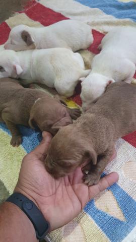 Pitbull
