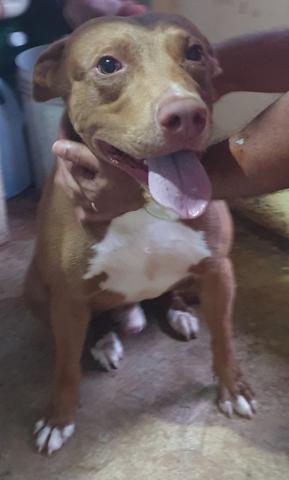 Pitbull - Foto 4