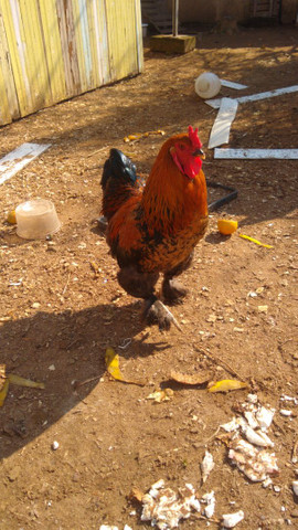 Galo brahma perdiz - Foto 4